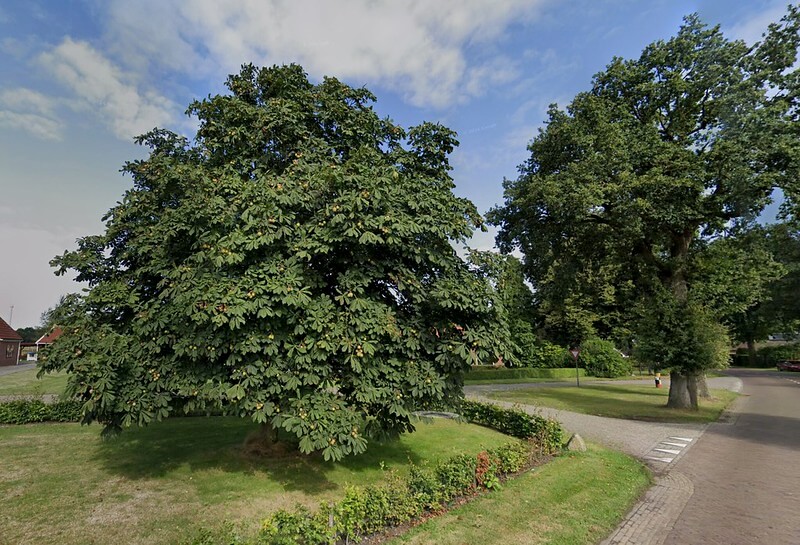 Guerrilla Planting: zo plant je zelf bomen in de stad (en waarom dat nodig is)