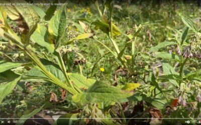 Hoe maken we de stad zelf en samen groener, natuurlijker, biodiverser?